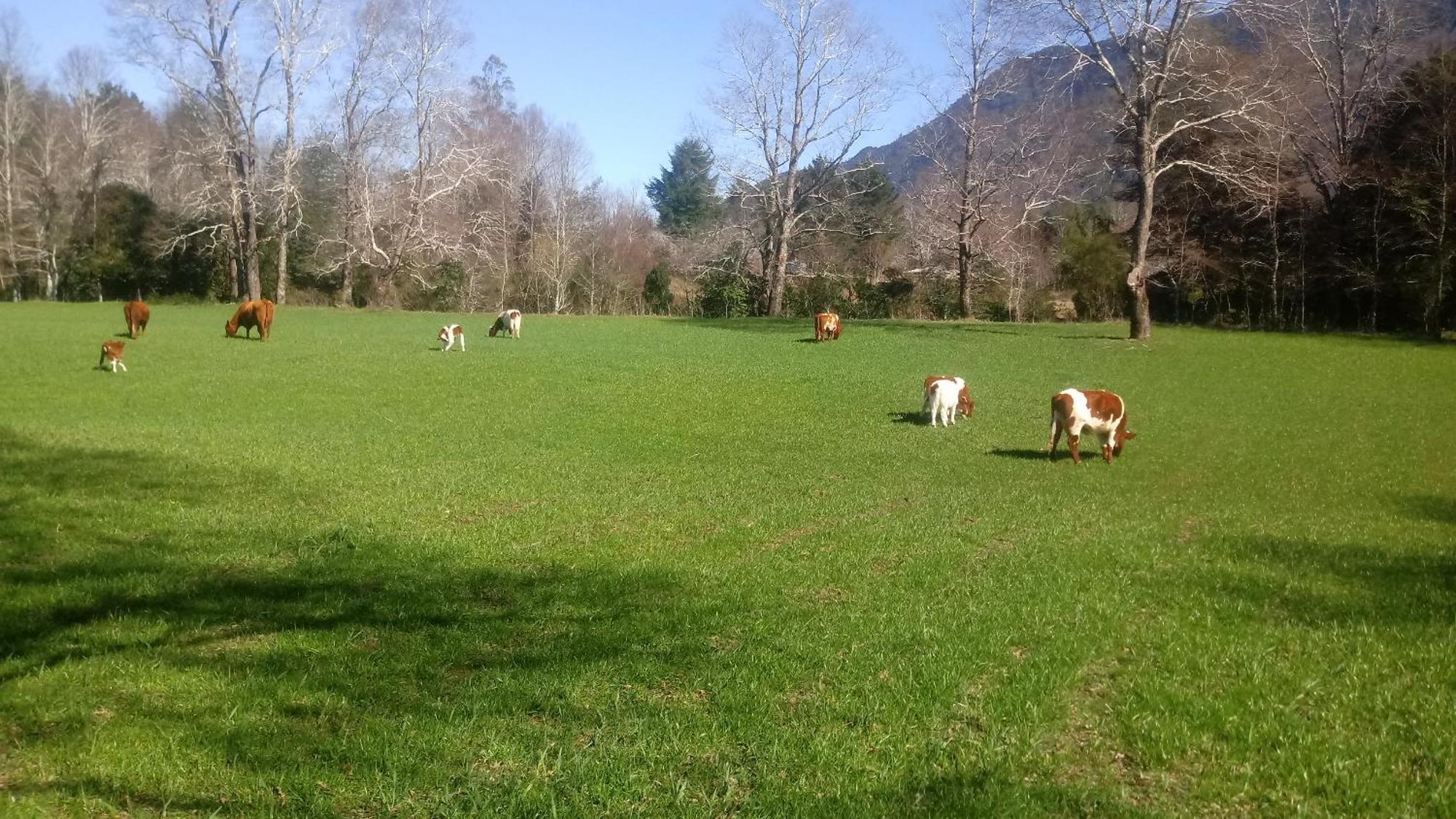 Cabañas Los Canelos Pucon, Hermosa Granja de 20 hectaréas a orillas del Río Liucura Habitación foto